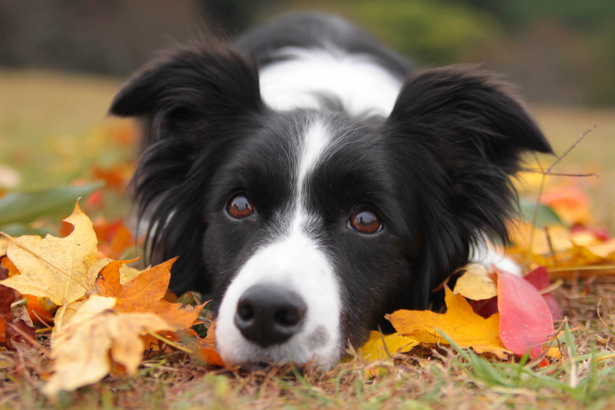 ボーダーコリーの誤解されやすい性格のポイント